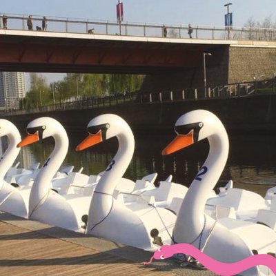 Swan pedalos