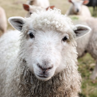A sheep at Hackney City Farm