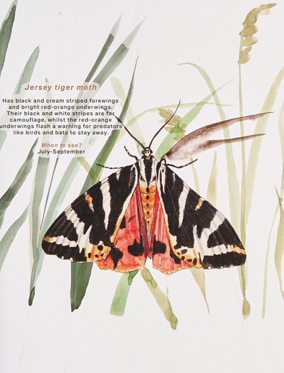 Jersey Tiger Moth art